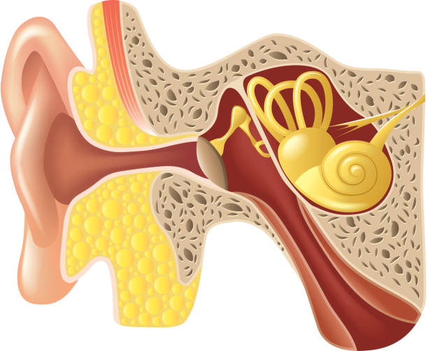 Detail Ear Clip Art Nomer 48