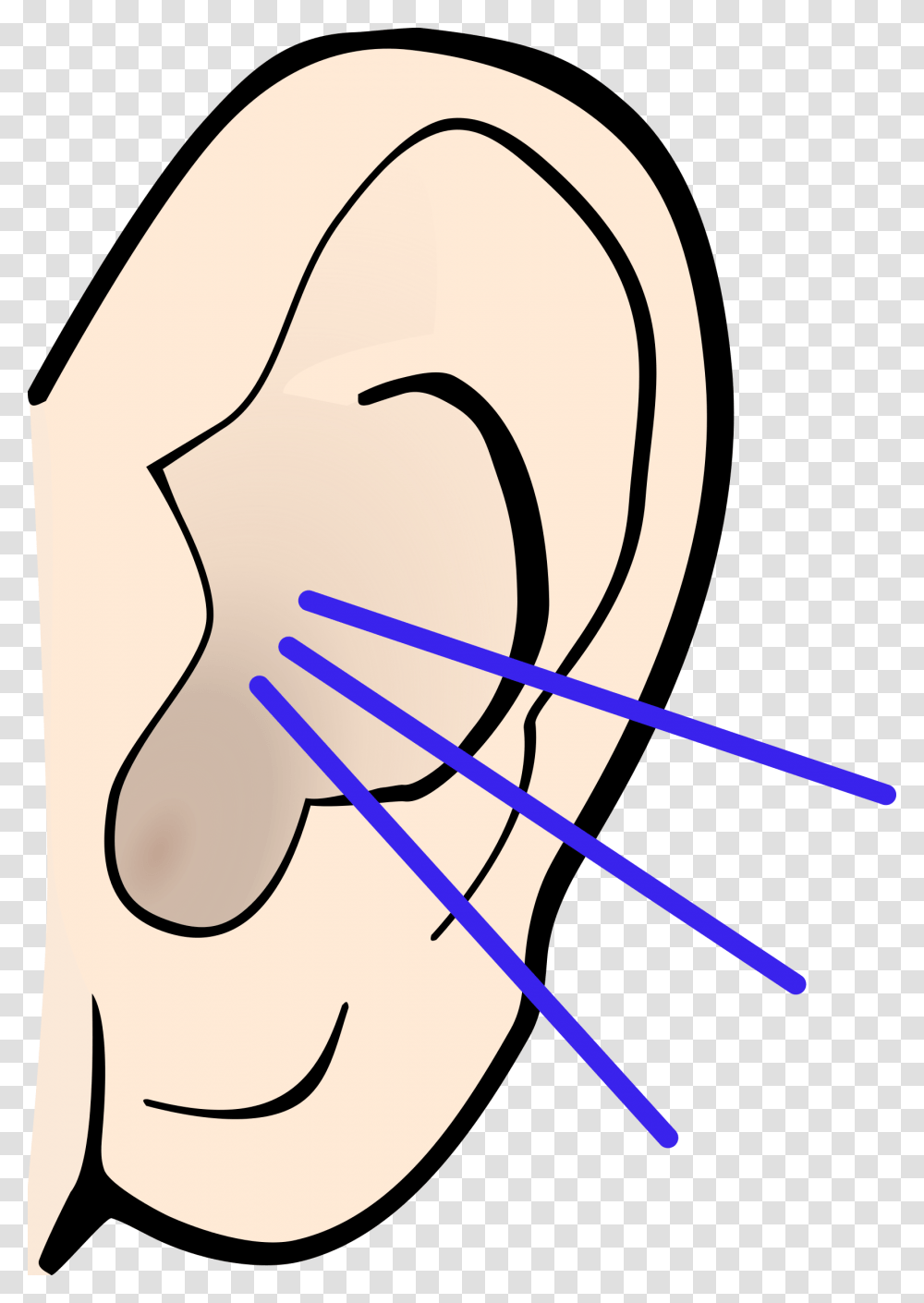 Detail Ear Clipart Nomer 52