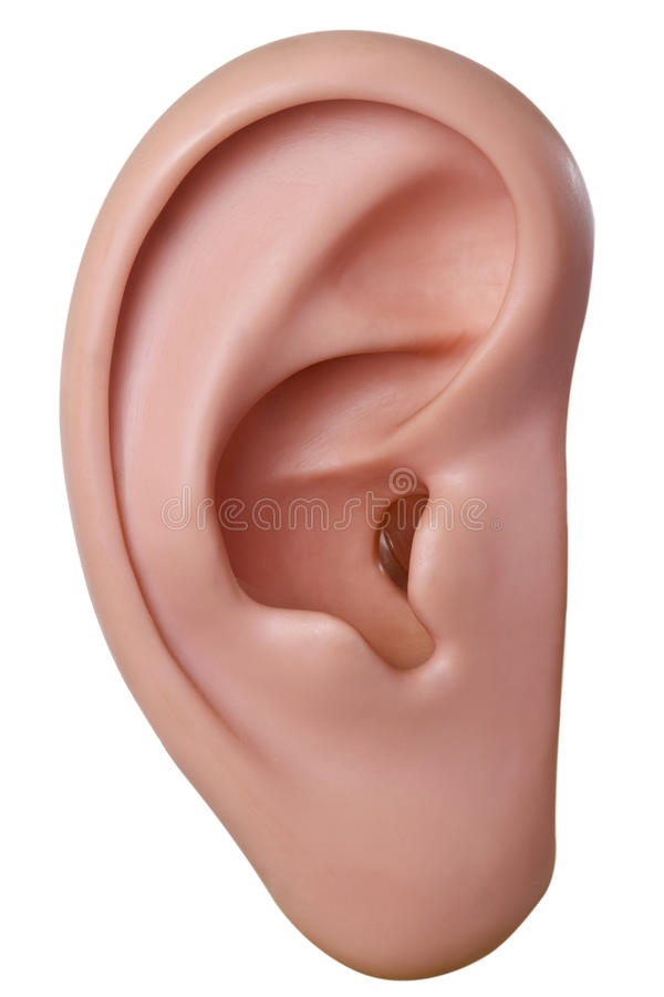 Detail Ear Images Free Nomer 9