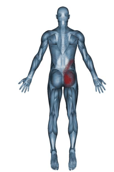 Musculus Iliocostalis - KibrisPDR