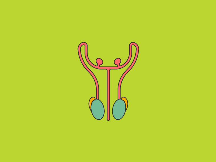 Detail Musculus Iliocostalis Nomer 14