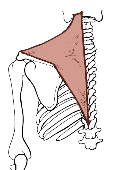 Detail Musculus Iliocostalis Nomer 15