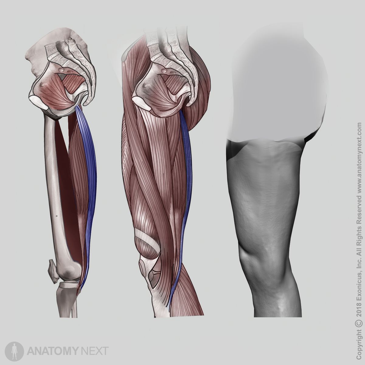 Detail Musculus Iliocostalis Nomer 17