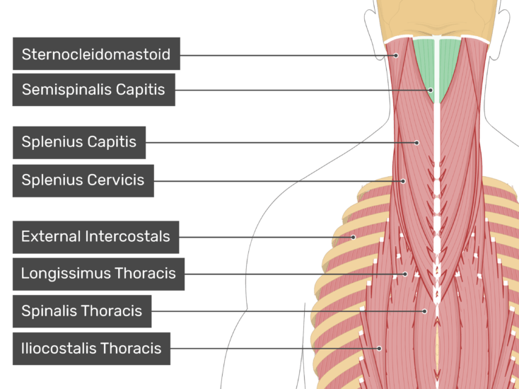 Detail Musculus Iliocostalis Nomer 2