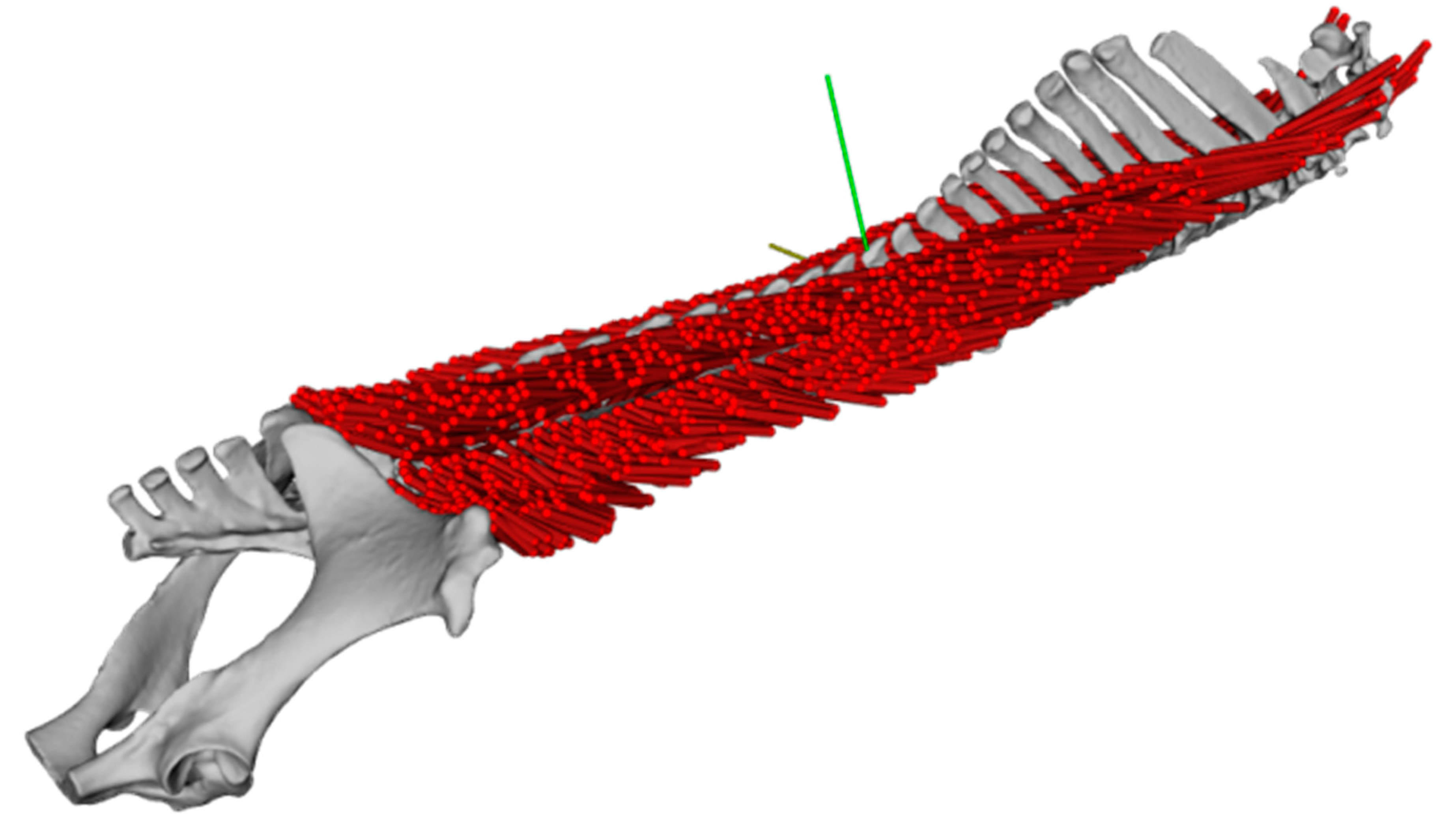 Detail Musculus Iliocostalis Nomer 18