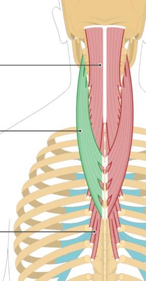 Detail Musculus Iliocostalis Nomer 20