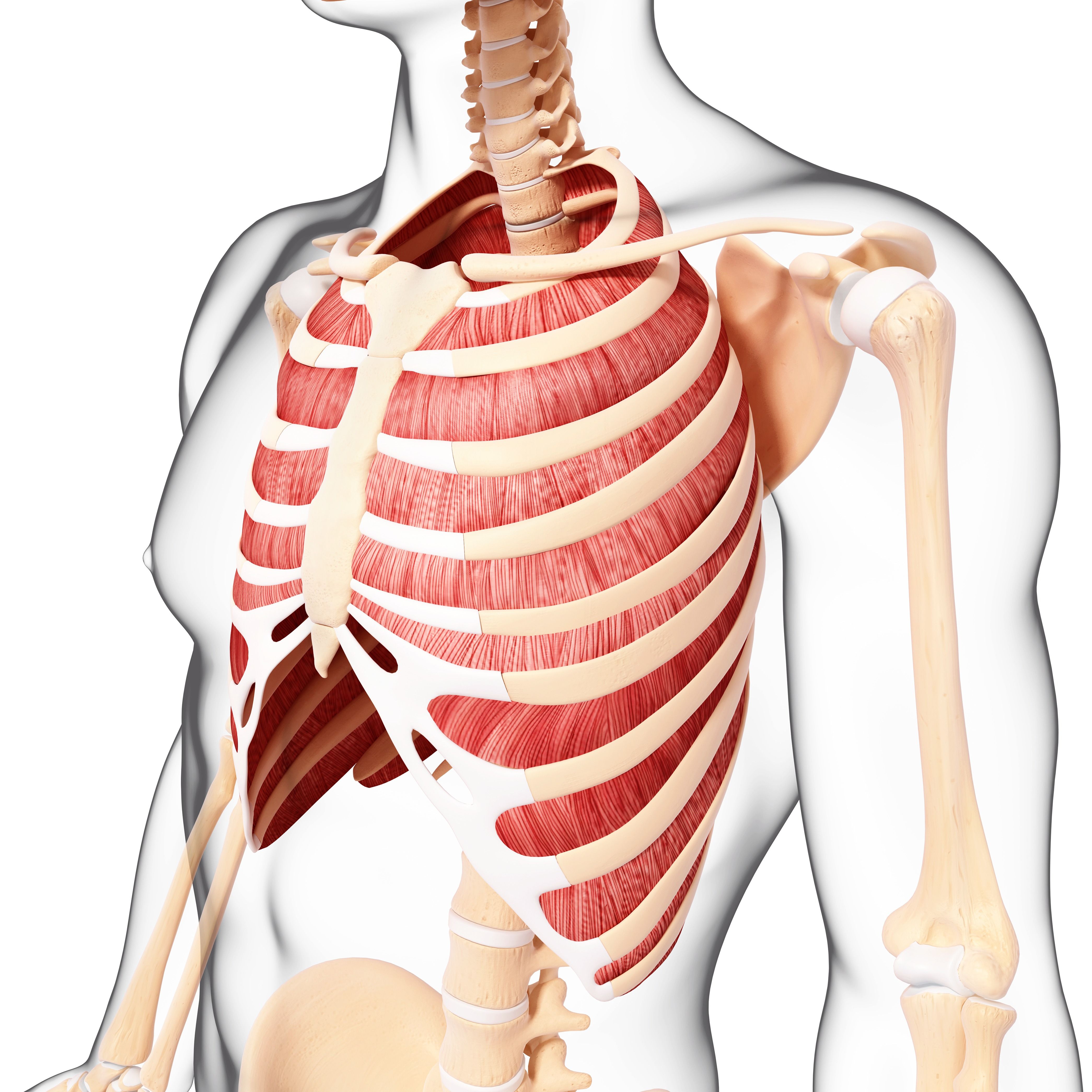 Detail Musculus Iliocostalis Nomer 3