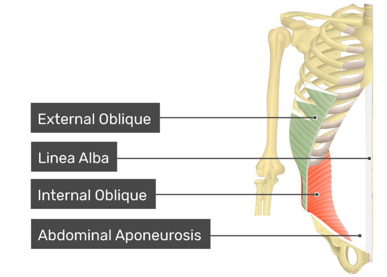 Detail Musculus Iliocostalis Nomer 4