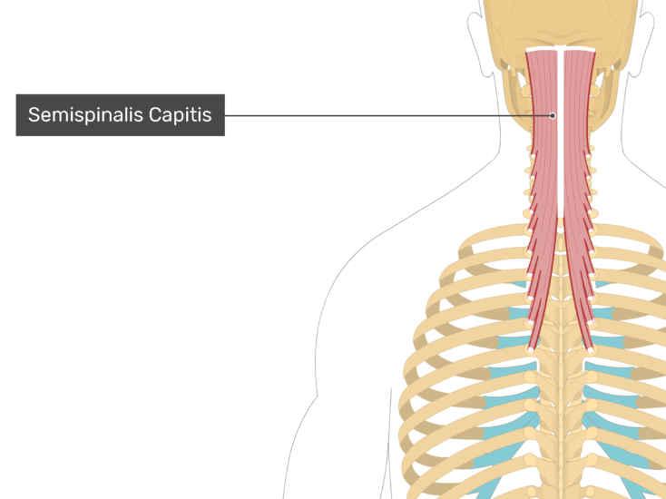 Detail Musculus Iliocostalis Nomer 5