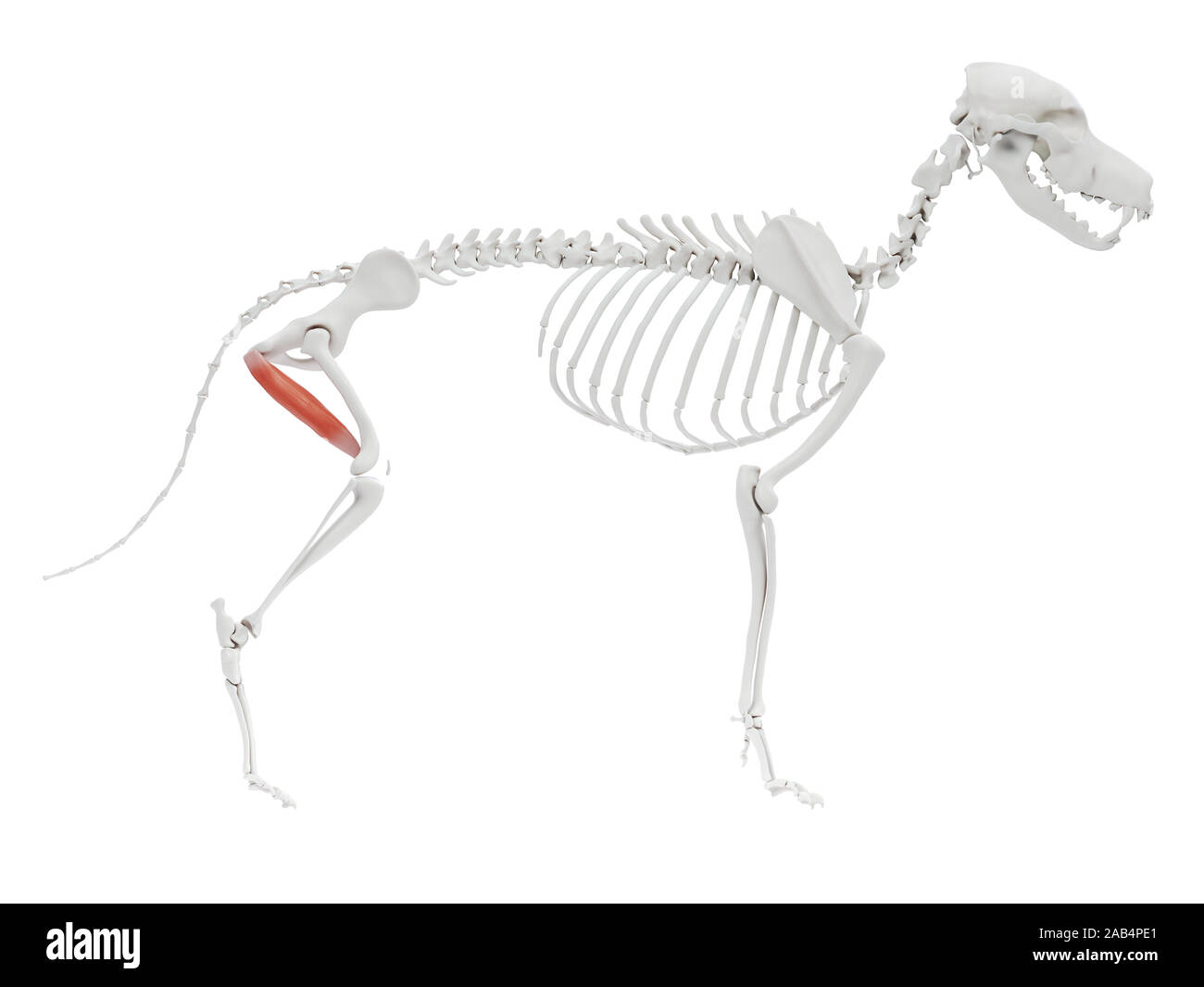 Detail Musculus Iliocostalis Nomer 7