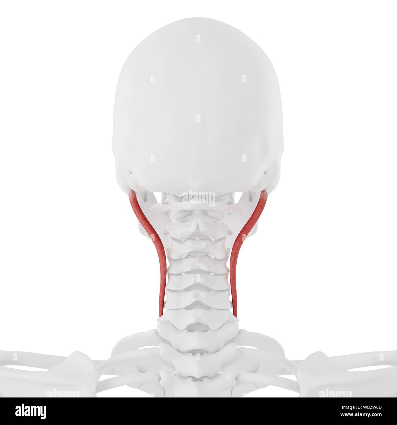 Detail Musculus Iliocostalis Nomer 8