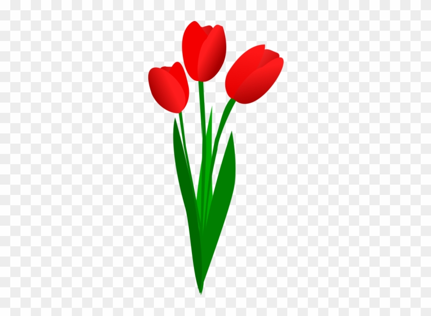 Detail Rote Tulpen Nomer 2