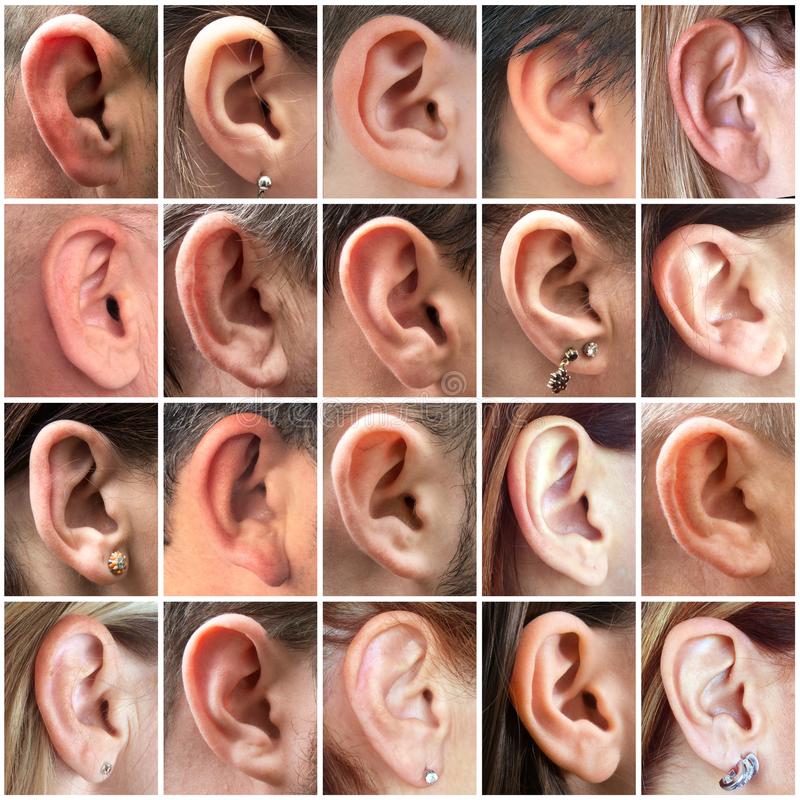 Detail Ear Images Free Nomer 11