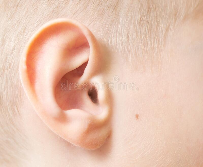 Detail Ear Images Free Nomer 26