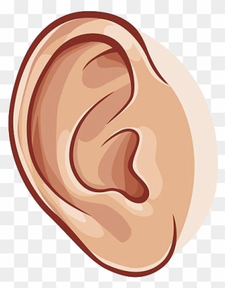 Detail Ear Images Free Nomer 50