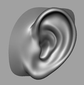 Detail Ear Images Free Nomer 51