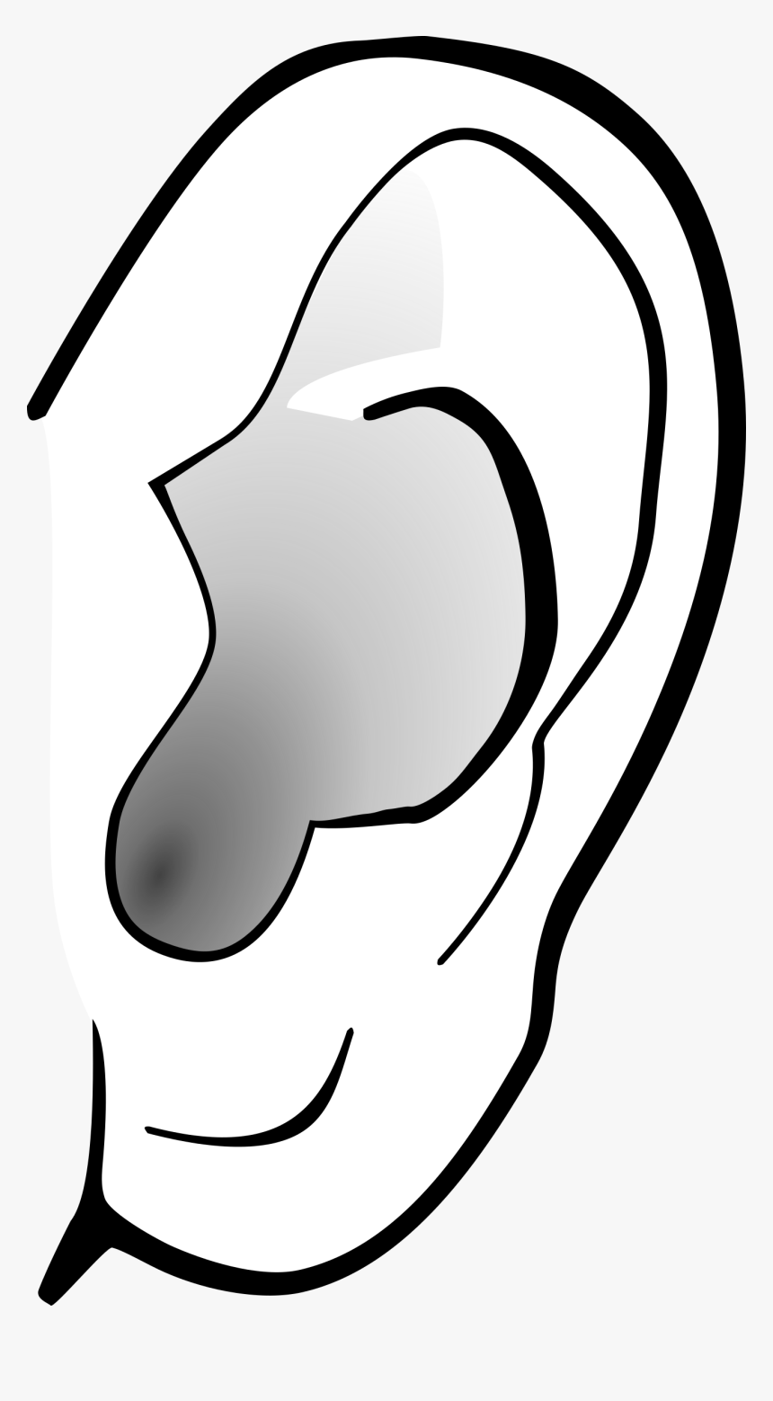 Detail Ear No Background Nomer 15