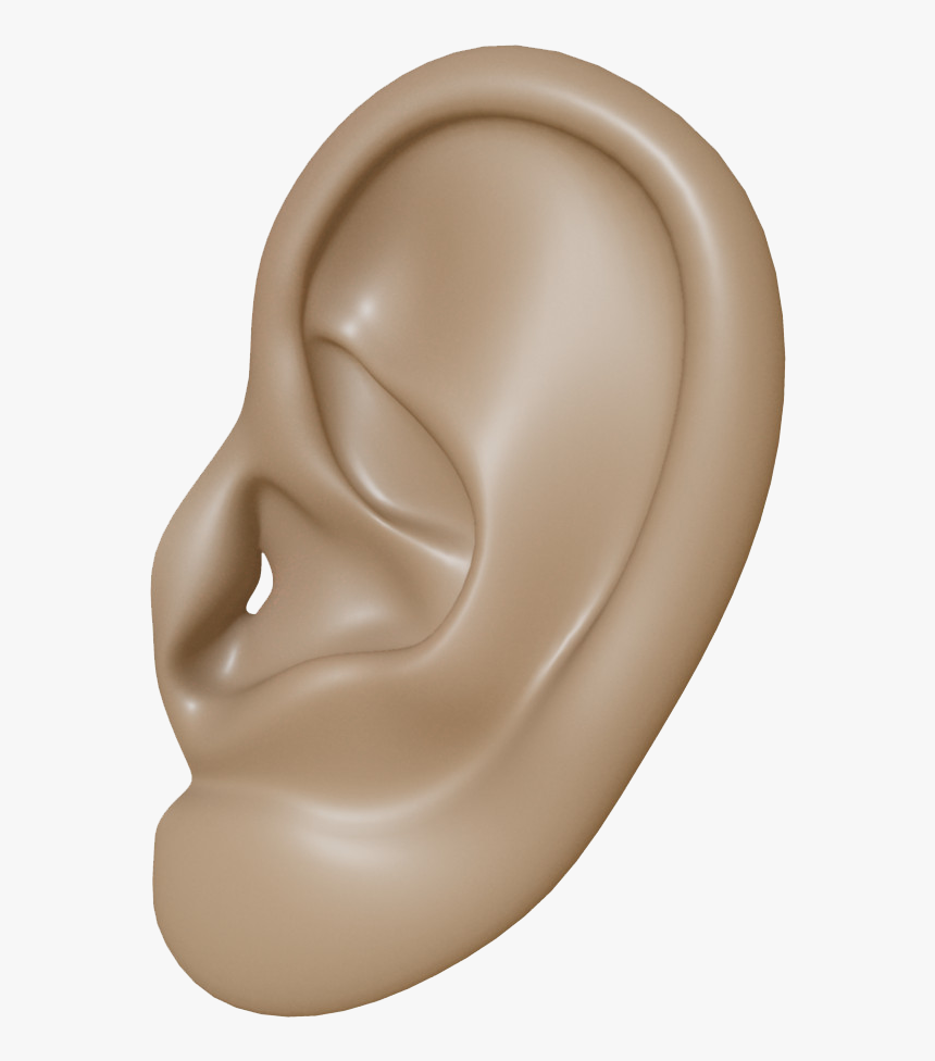 Detail Ear No Background Nomer 16