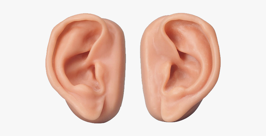 Detail Ear No Background Nomer 2