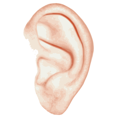 Detail Ear No Background Nomer 23