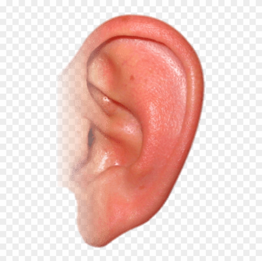 Detail Ear No Background Nomer 3