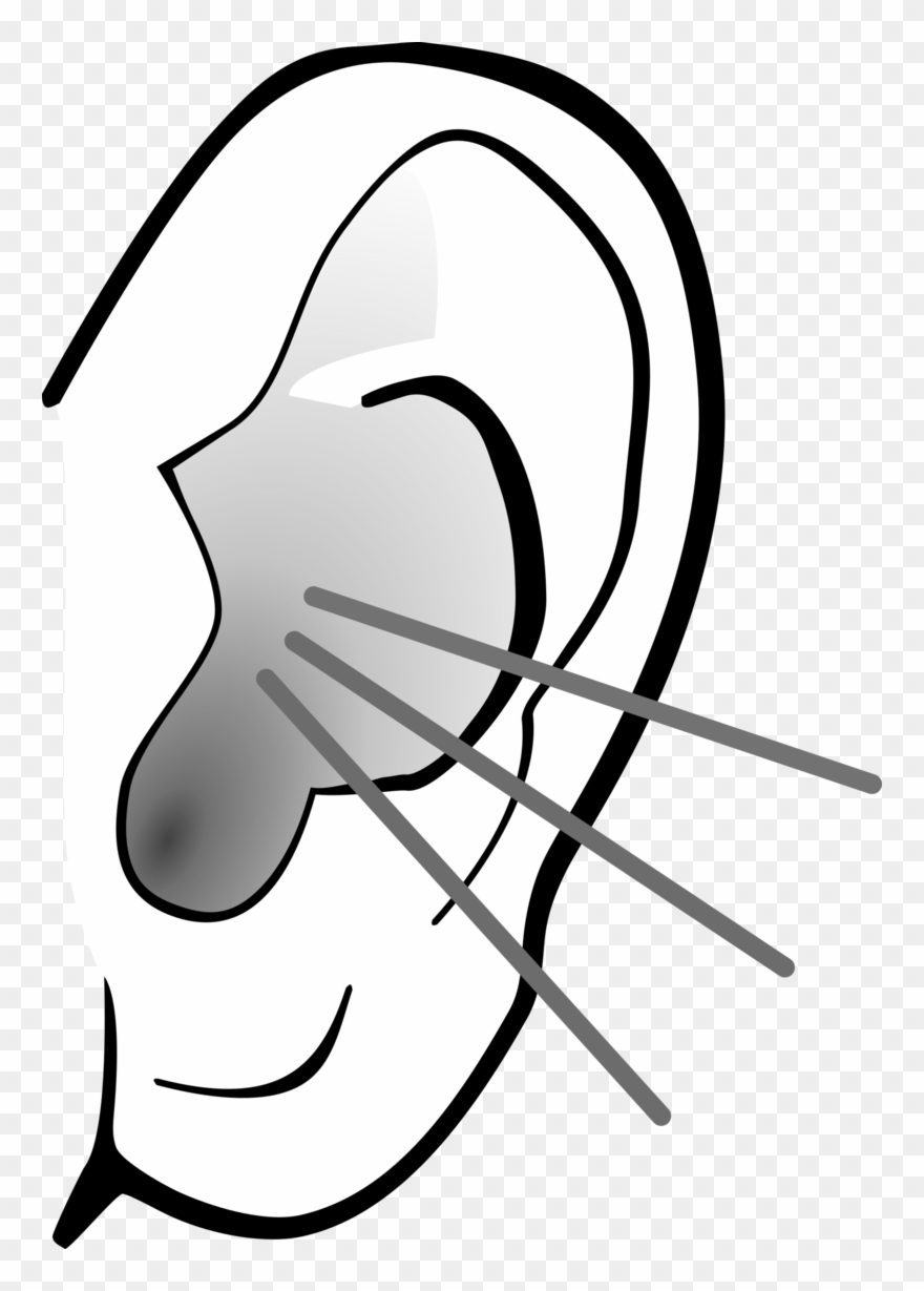 Detail Ear No Background Nomer 45