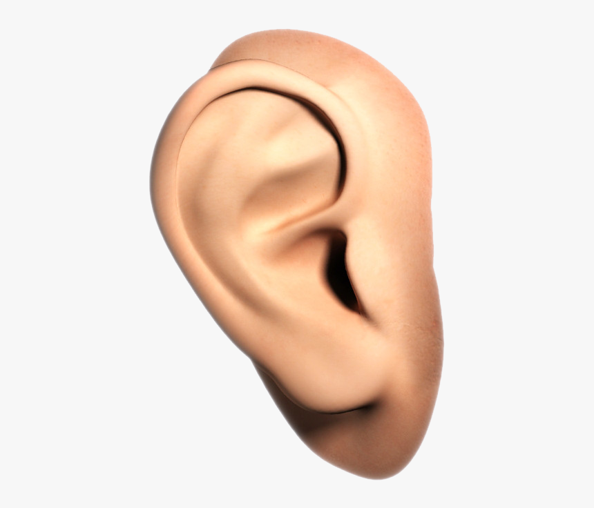 Detail Ear No Background Nomer 7