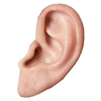 Detail Ear No Background Nomer 8