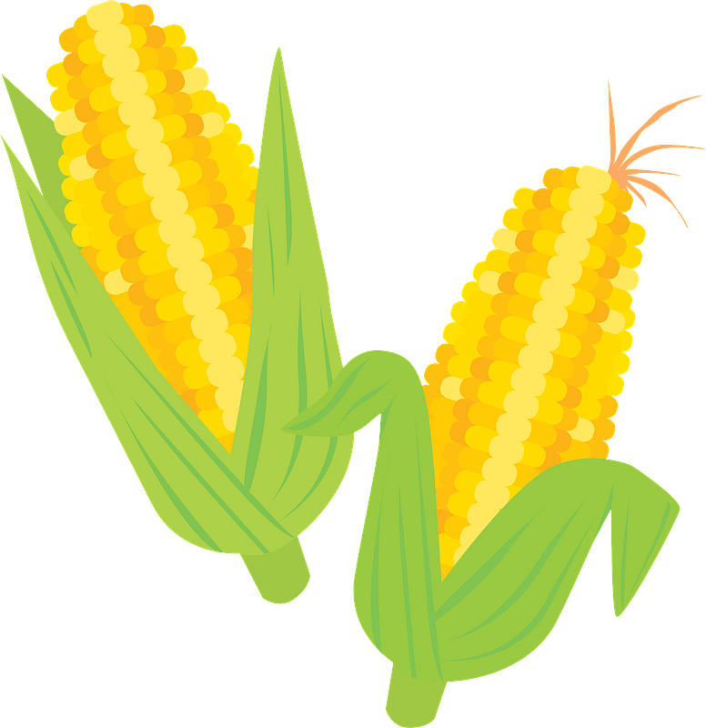 Detail Ear Of Corn Clipart Nomer 25