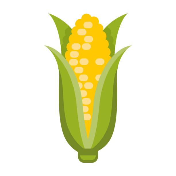 Detail Ear Of Corn Clipart Nomer 4