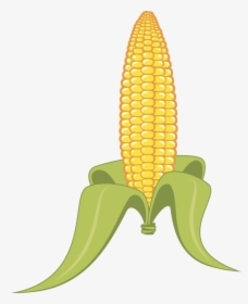 Detail Ear Of Corn Clipart Nomer 44