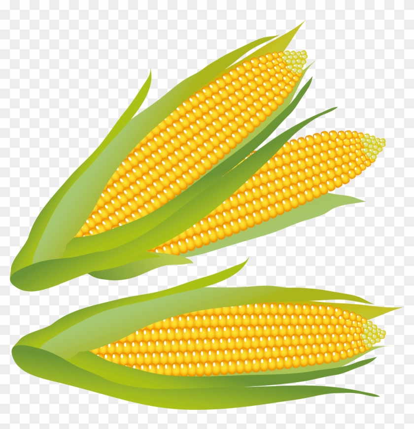 Detail Ear Of Corn Clipart Nomer 53