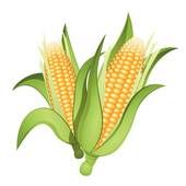 Detail Ear Of Corn Clipart Nomer 7