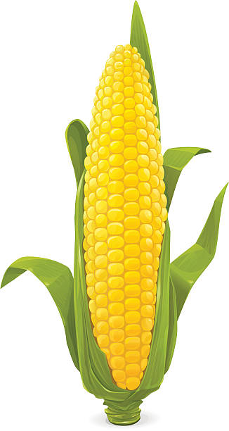 Detail Ear Of Corn Clipart Nomer 9