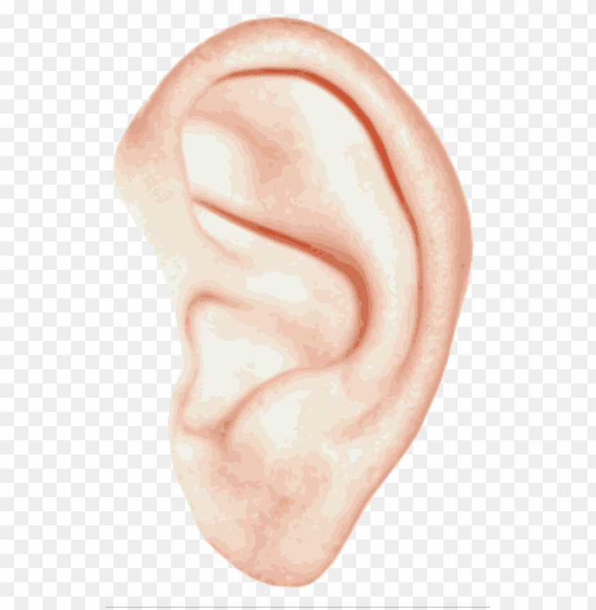 Detail Ear Transparent Background Nomer 2