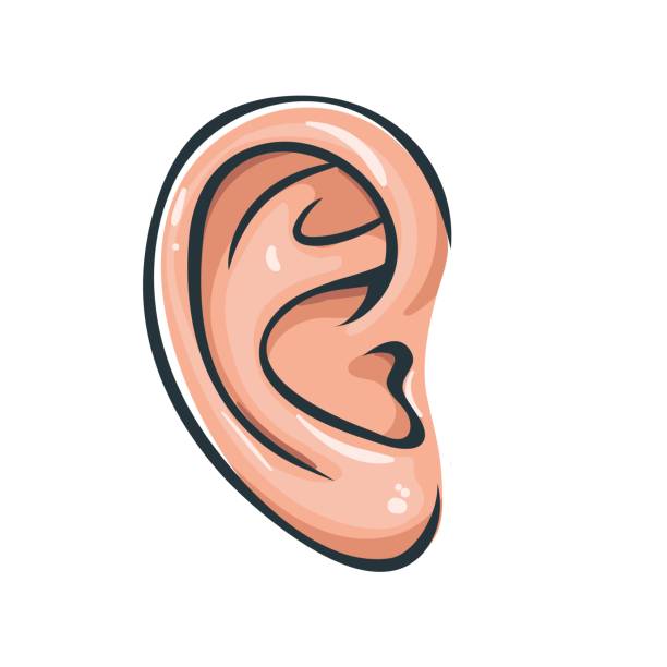 Detail Ears Clip Art Nomer 8