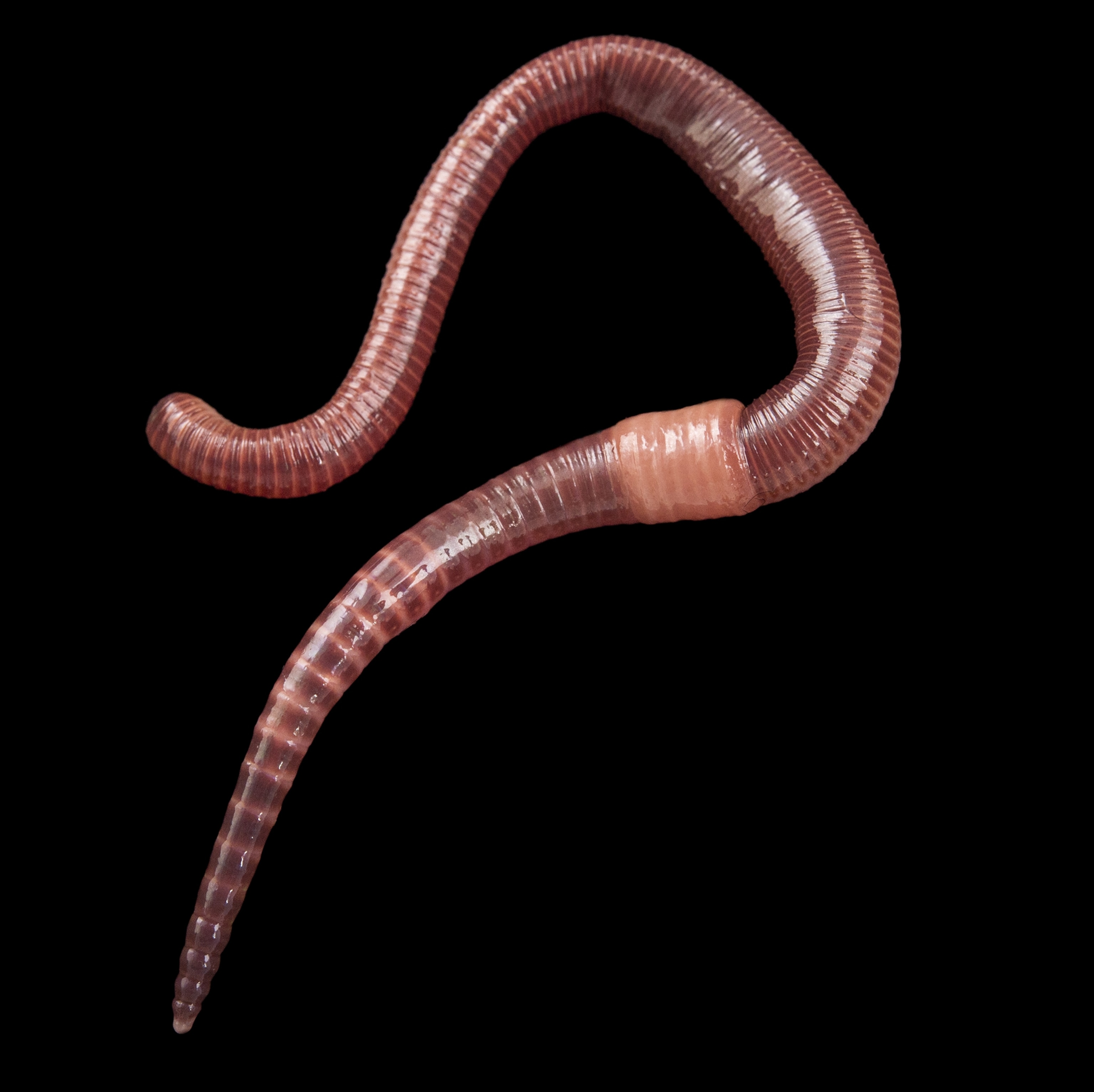 Earthworm Pictures - KibrisPDR