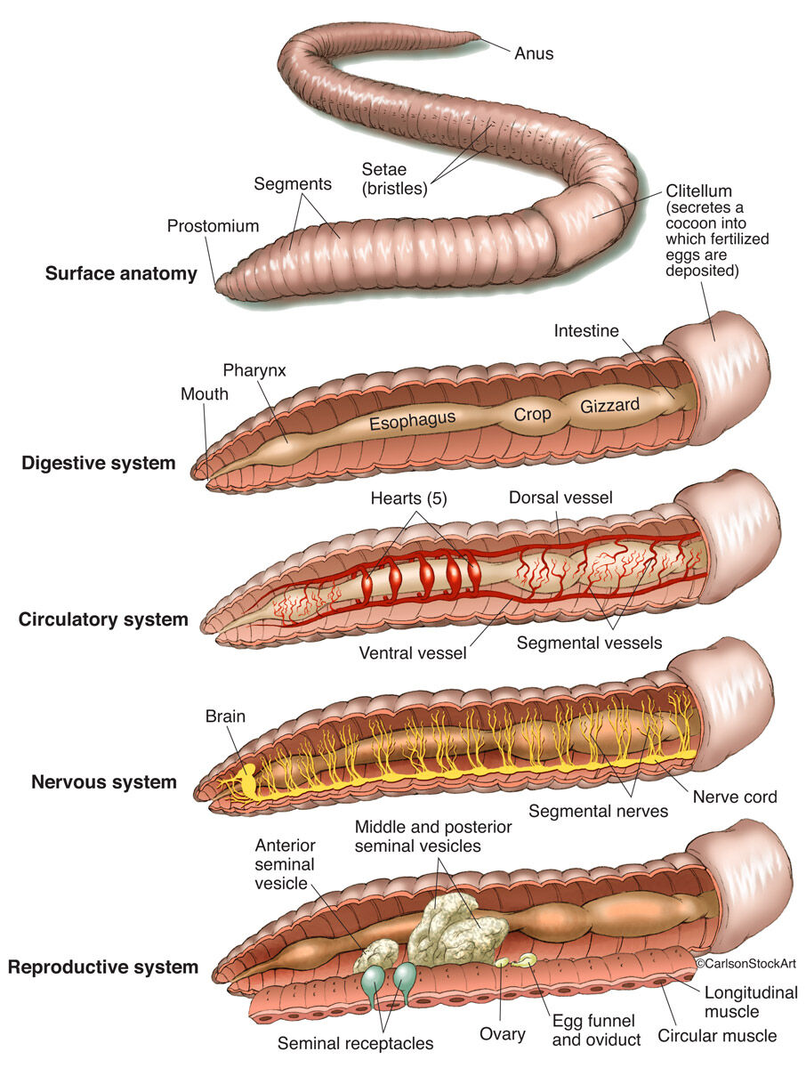 Detail Earthworm Pictures Nomer 47