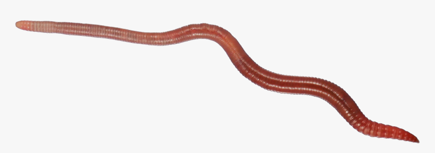 Earthworm Png - KibrisPDR
