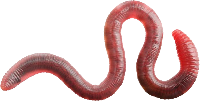 Detail Earthworm Png Nomer 2