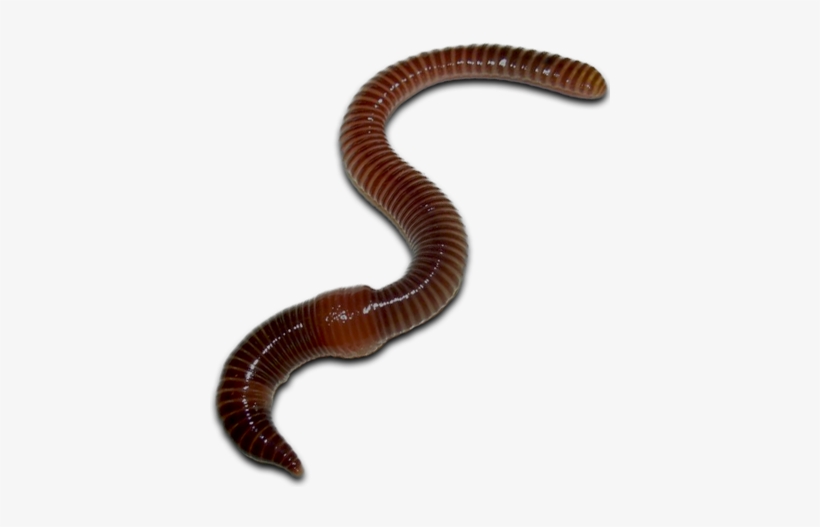 Detail Earthworm Png Nomer 13