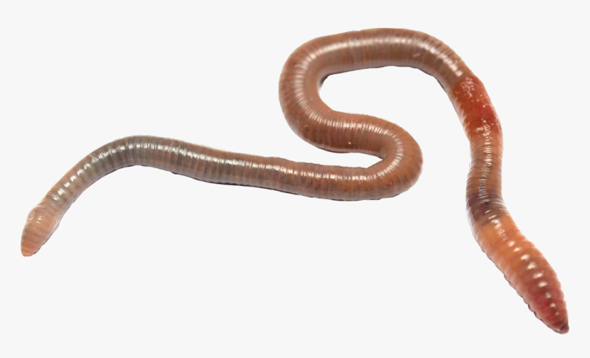 Detail Earthworm Png Nomer 17