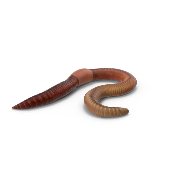 Detail Earthworm Png Nomer 19