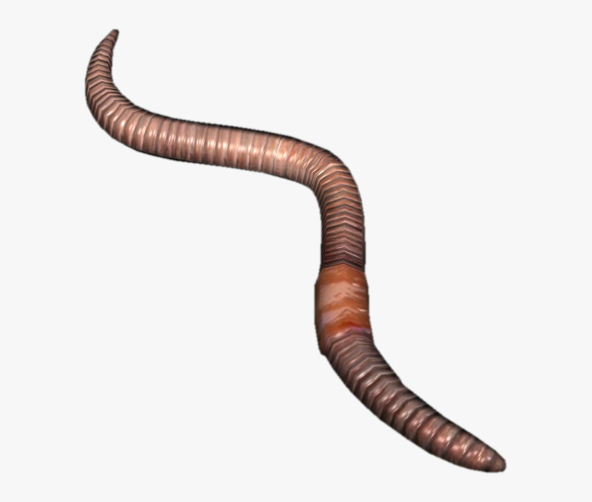 Detail Earthworm Png Nomer 3