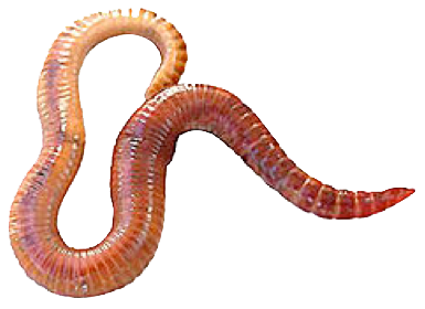 Detail Earthworm Png Nomer 23