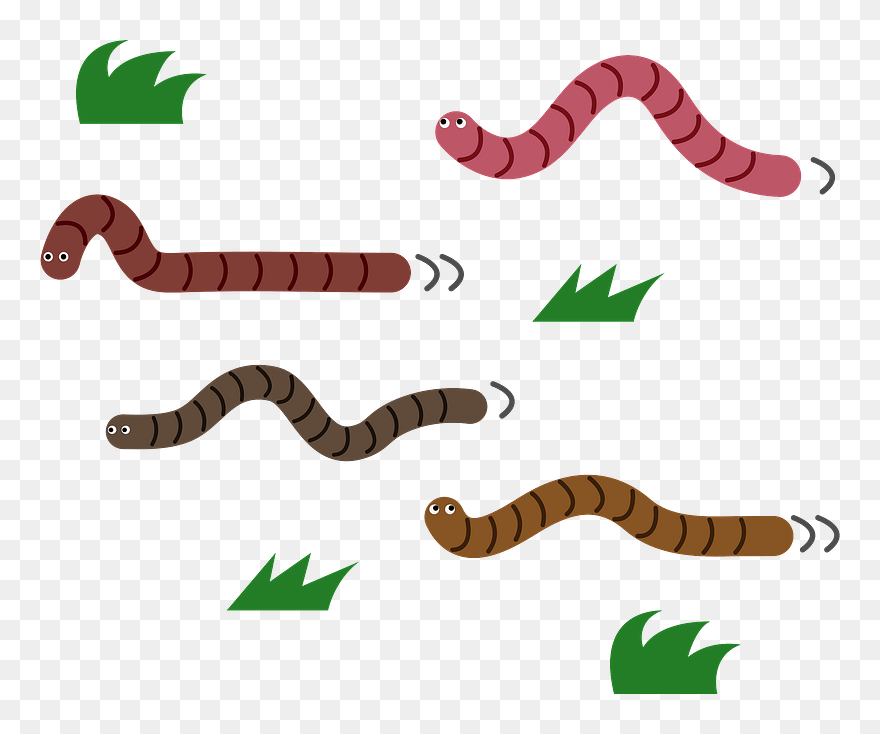 Detail Earthworm Png Nomer 29