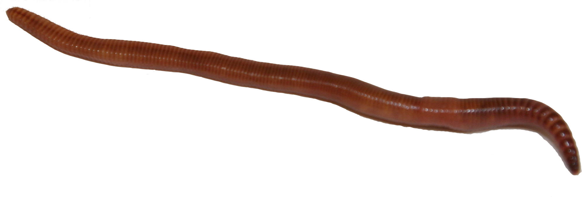 Detail Earthworm Png Nomer 30