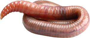 Detail Earthworm Png Nomer 31