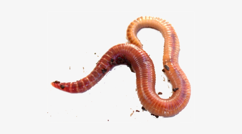 Detail Earthworm Png Nomer 33