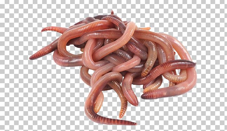 Detail Earthworm Png Nomer 35